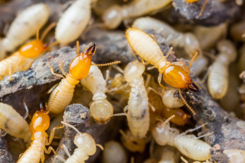 Termite Control 1