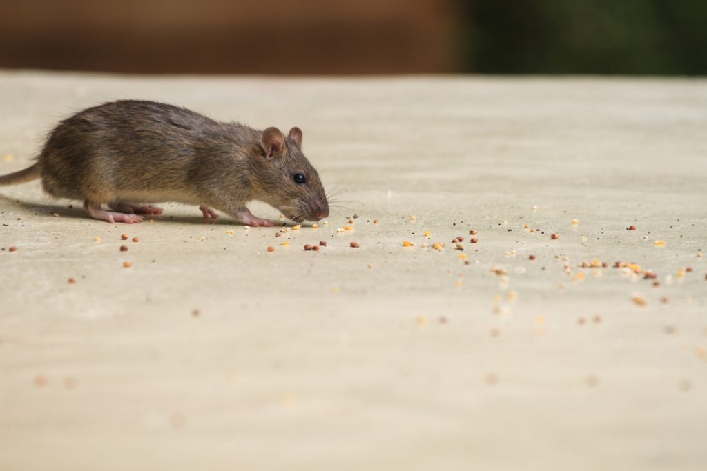 Rodent Control 1